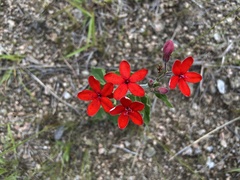 Oxypetalum coccineum