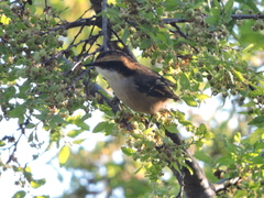 Aphrastura spinicauda spinicauda