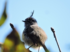 Anairetes parulus parulus