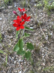 Oxypetalum coccineum