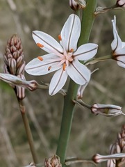 Asphodelus ramosus