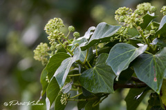 Hedera azorica