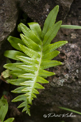 Polypodium macaronesicum azoricum