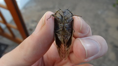 Platypleura capensis