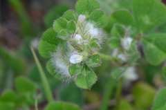 Trifolium pilulare