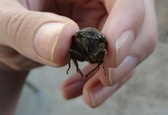 Platypleura capensis