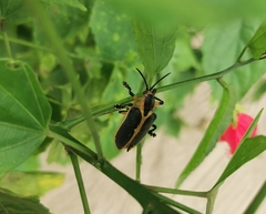 Mecistomela marginata