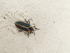 Mecistomela marginata