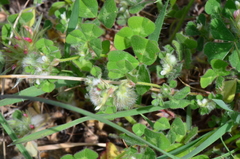 Trifolium pilulare