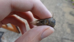 Platypleura capensis