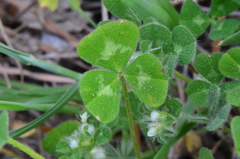 Trifolium pilulare