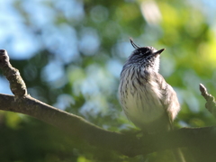 Anairetes parulus parulus