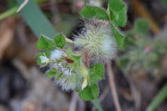 Trifolium pilulare