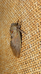 Platypleura capensis