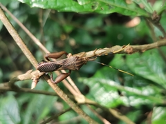 Spathophora
