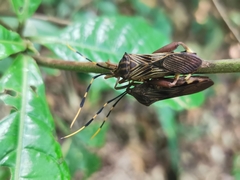 Spathophora