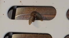 Platypleura capensis