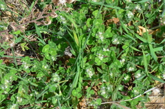 Trifolium pilulare