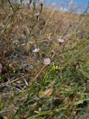 Symphyotrichum subulatum