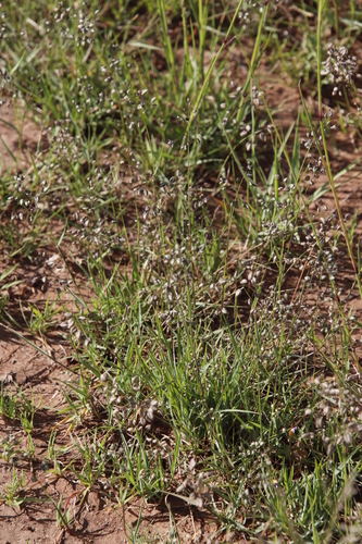 Image of Eragrostis obtusa by (c) Tony Rebelo, some rights reserved (CC BY-SA)