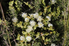 Delosperma pottsii