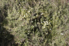 Delosperma pottsii