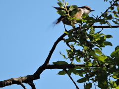 Aphrastura spinicauda spinicauda