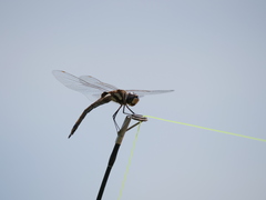 Tramea cophysa
