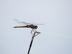 Tramea cophysa