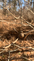 Disholcaspis quercusglobulus