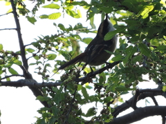 Aphrastura spinicauda spinicauda