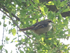 Aphrastura spinicauda spinicauda