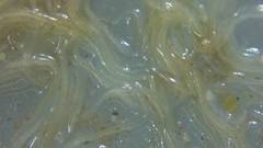 Enchytraeus buchholzi