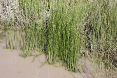 Schoenoplectus decipiens