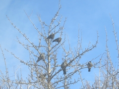 Corvus monedula
