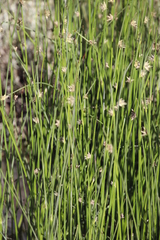 Schoenoplectus decipiens