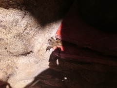 Lycosa erythrognatha