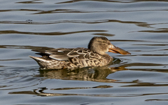 Northern Shoveler photo 3