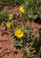 Berkheya discolor