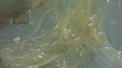 Enchytraeus buchholzi