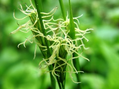 Carex michelii