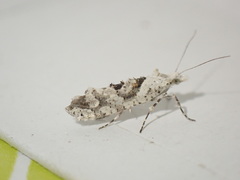 Ypsolopha asperella