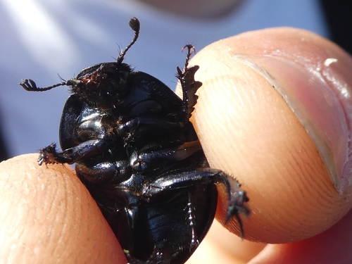 Thorectes albarracinus · iNaturalist