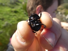 Thorectes albarracinus