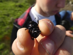 Thorectes albarracinus