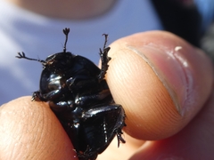 Thorectes albarracinus