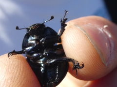 Thorectes albarracinus