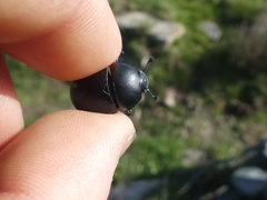 Thorectes albarracinus