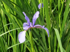 Iris notha