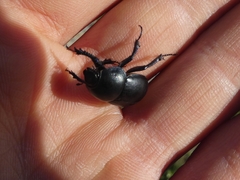 Thorectes albarracinus